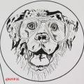 Chien aux lunettes